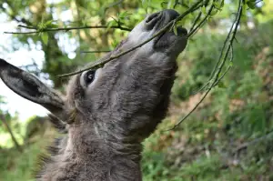 Dětská Bunda Napapijri
